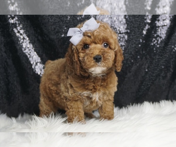 Medium Photo #4 Poodle (Toy) Puppy For Sale in WARSAW, IN, USA