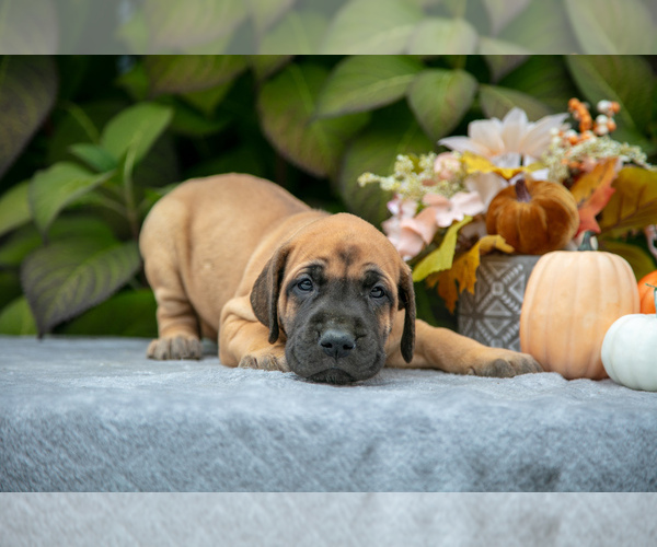 Medium Photo #1 Great Dane Puppy For Sale in MINERVA, OH, USA