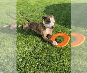 Rocky (the Brindle) - Male Mutt Dog for Adoption - Photo #2