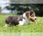 Small Photo #9 Pembroke Welsh Corgi Puppy For Sale in FORT MADISON, IA, USA