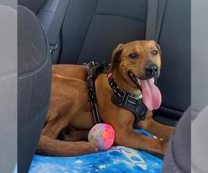 Unknown-Vizsla Mix Dogs for adoption in San Antonio, TX, USA