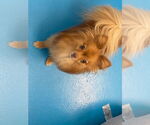 Small #2 Pomeranian Mix