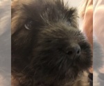 Small Photo #3 Soft Coated Wheaten Terrier Puppy For Sale in ACTON, TX, USA