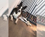Small #3 Great Dane-Siberian Husky Mix