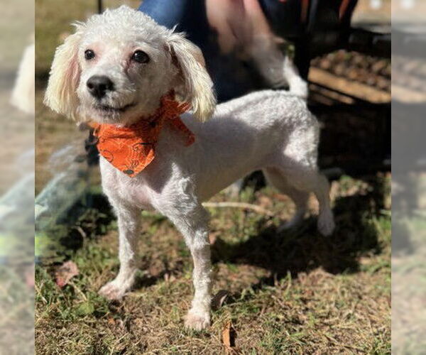 Medium Photo #1 Mutt Puppy For Sale in Warrenton, VA, USA