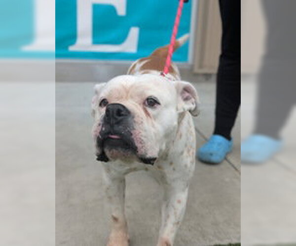 Medium Photo #1 Bulldog Puppy For Sale in Salinas, CA, USA