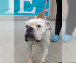 Bulldog Dogs for adoption in Salinas, CA, USA