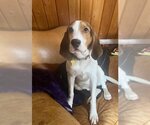 Small #6 Treeing Walker Coonhound