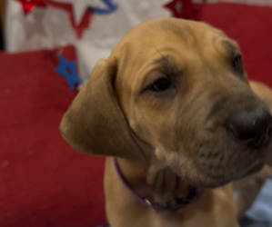 Great Dane Puppy for sale in ABILENE, TX, USA