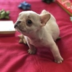 Small Photo #12 French Bulldog Puppy For Sale in CHARLESTON, SC, USA