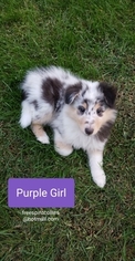 Collie Puppy for sale in APPLEBY, SD, USA