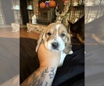 Puppy Girl 2 Basset Hound