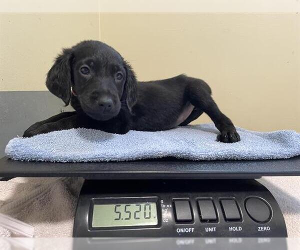 Medium Photo #1 Labrador Retriever Puppy For Sale in Pasadena, CA, USA
