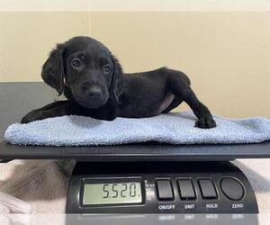 Labrador Retriever Dogs for adoption in Pasadena, CA, USA