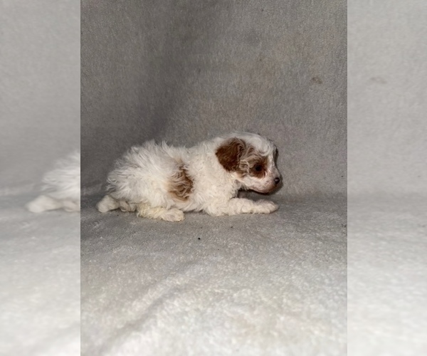 Medium Photo #5 Cavapoo (Miniature) Puppy For Sale in MUNFORDVILLE, KY, USA