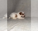 Small #4 Cavapoo (Miniature)