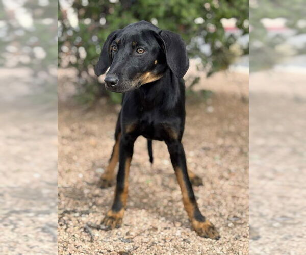 Medium Photo #3 Doberman Pinscher-Labrador Retriever Mix Puppy For Sale in PIPE CREEK, TX, USA