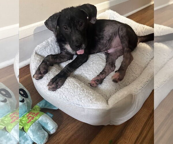 Medium Photo #1 American Pit Bull Terrier-Labrador Retriever Mix Puppy For Sale in Oakhurst, NJ, USA