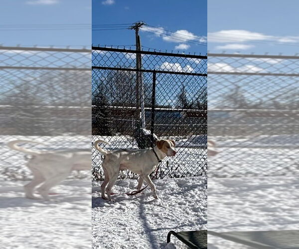 Medium Photo #4 Mutt Puppy For Sale in Elmsford, NY, USA