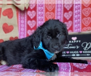 Anatolian Shepherd-Golden Retriever Mix Puppy for sale in LANCASTER, PA, USA