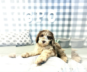 Poodle (Standard) Puppy for sale in MARIETTA, GA, USA