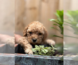 Poodle (Miniature) Puppy for sale in MCDONOUGH, GA, USA