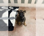 Small Mutt