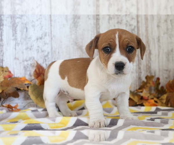 Medium Photo #2 Jack Russell Terrier-Jug Mix Puppy For Sale in SHILOH, OH, USA