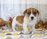 Small Photo #2 Jack Russell Terrier-Jug Mix Puppy For Sale in SHILOH, OH, USA