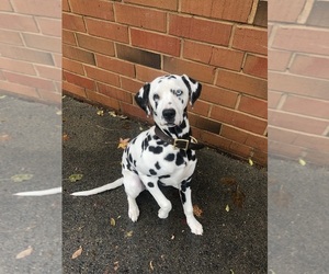 Dalmatian Puppy for sale in DURHAM, NC, USA