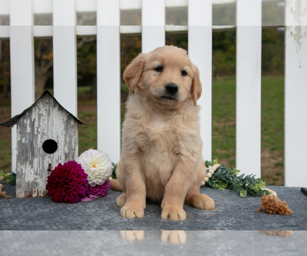 Medium Photo #9 Golden Retriever Puppy For Sale in HOLMESVILLE, OH, USA