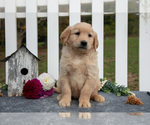 Small Photo #9 Golden Retriever Puppy For Sale in HOLMESVILLE, OH, USA