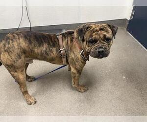 American Bandogge Dogs for adoption in HESPERIA, CA, USA
