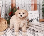 Small Photo #1 YorkiePoo Puppy For Sale in NAPLES, FL, USA