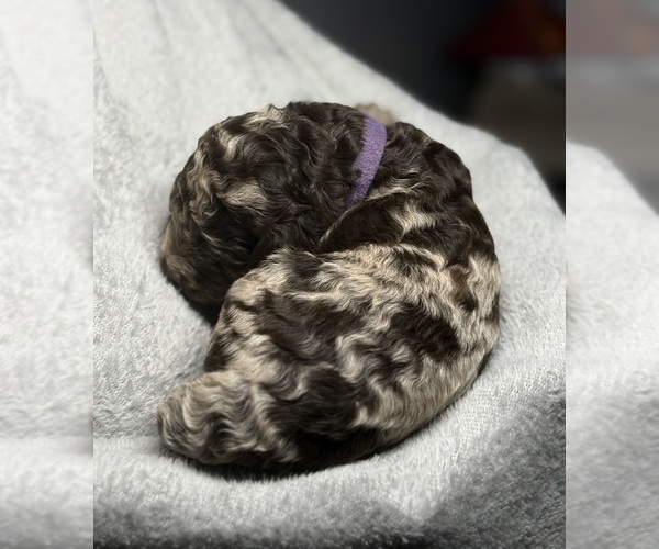 Medium Photo #18 Goldendoodle Puppy For Sale in HOWARD CITY, MI, USA