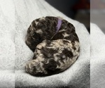 Small #4 Goldendoodle