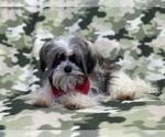 Small Photo #6 Havanese Puppy For Sale in LAKELAND, FL, USA