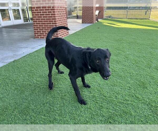 Medium Photo #2 German Shepherd Dog-Unknown Mix Puppy For Sale in Grand Prairie, TX, USA
