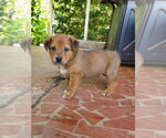 Small #2 Shepweiller