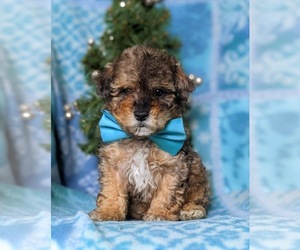 Poodle (Toy) Puppy for sale in LINCOLN UNIV, PA, USA