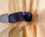 Small Photo #23 Boxer Puppy For Sale in LAUREL, DE, USA