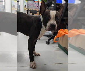Boxer-Unknown Mix Dogs for adoption in Temple, TX, USA