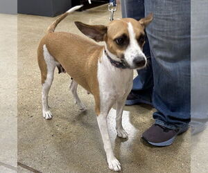 Jack-Rat Terrier Dogs for adoption in Batavia, OH, USA