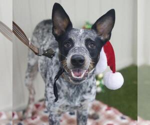 Mutt Dogs for adoption in San Antonio, TX, USA