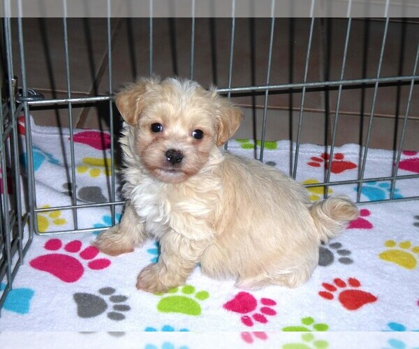 Medium Photo #1 Maltipoo Puppy For Sale in ORO VALLEY, AZ, USA