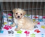 Small Photo #1 Maltipoo Puppy For Sale in ORO VALLEY, AZ, USA