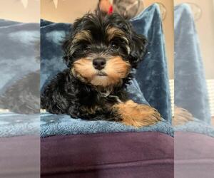 Havanese Puppy for sale in OXFORD, NJ, USA