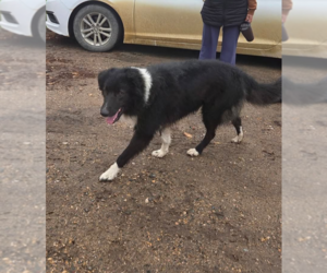Ringo Foster Needed!! - Male Collie Dog for Adoption - Photo #3