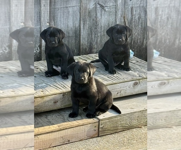 Medium Photo #2 Labrador Retriever Puppy For Sale in LISBON, CT, USA