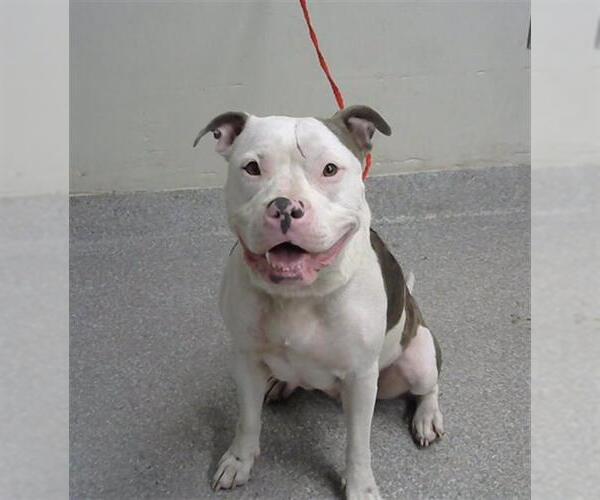 Medium Photo #1 American Pit Bull Terrier Puppy For Sale in Pasadena, TX, USA